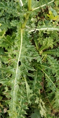 Cirsium spinosissimum