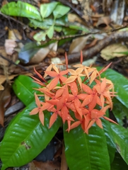 Ixora