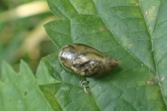Succinea putris