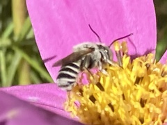 Megachile rotundata