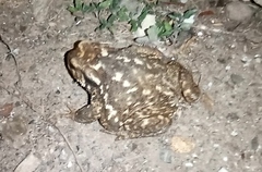 Bufo spinosus