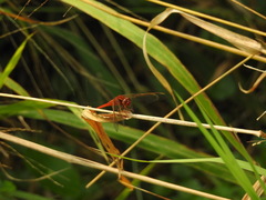 Crocothemis servilia