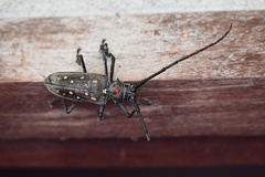 Batocera rufomaculata