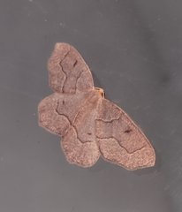 Lambdina fiscellaria