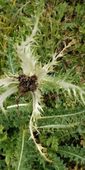 Cirsium spinosissimum