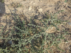 Salsola