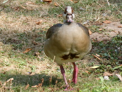 Alopochen aegyptiaca