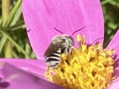 Megachile rotundata