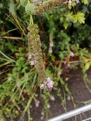 Mentha spicata