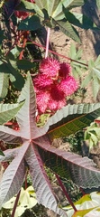 Ricinus communis