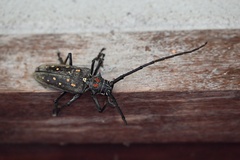 Batocera rufomaculata