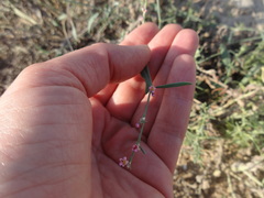 Polygonum equisetiforme