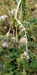 Cirsium spinosissimum