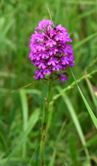 Anacamptis pyramidalis