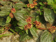 Euphorbia hirta