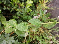 Mentha spicata