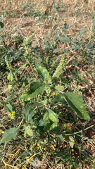 Amaranthus retroflexus