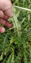 Cirsium spinosissimum