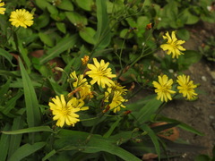 Ixeris chinensis