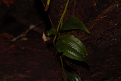 Adelobotrys adscendens