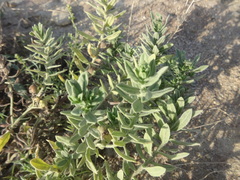 Tournefortia sibirica