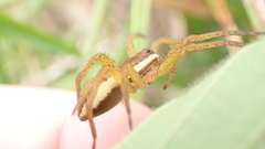 Dolomedes