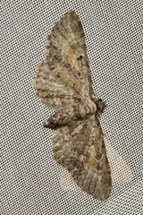 Eupithecia icterata