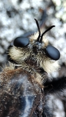 Laphria gibbosa