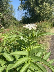 Sambucus ebulus