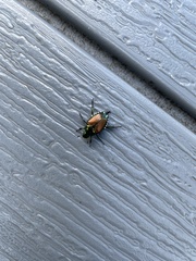 Popillia japonica