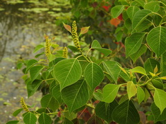 Triadica sebifera