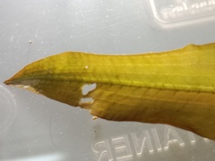 Potamogeton