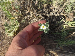 Tournefortia sibirica
