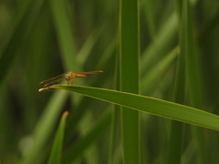 Crocothemis servilia