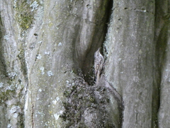 Certhia brachydactyla