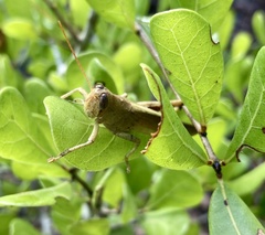 Schistocerca rubiginosa