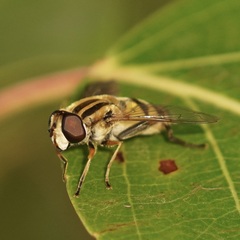 Helophilus latifrons