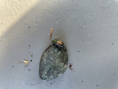 Popillia japonica