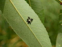 Coccinellidae