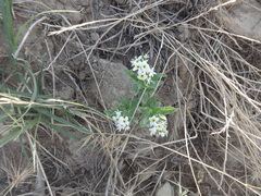 Tournefortia sibirica