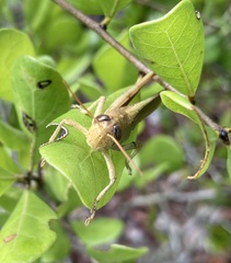Schistocerca rubiginosa