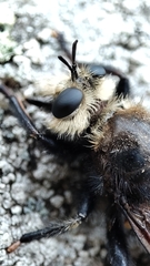 Laphria gibbosa
