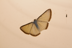 Leuciris