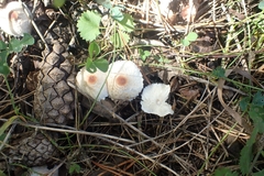 Lepiota cristata