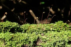 Vesicularia galerulata