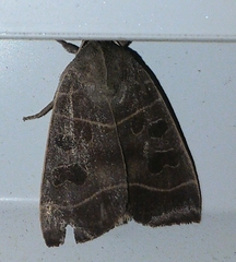 Ipimorpha pleonectusa
