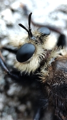 Laphria gibbosa