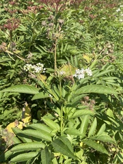 Sambucus ebulus