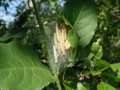 Yponomeuta cagnagella