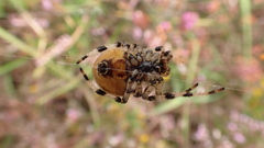 Araneus quadratus
